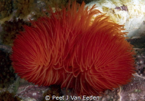 The brilliant colors of a feather duster worm by Peet J Van Eeden 